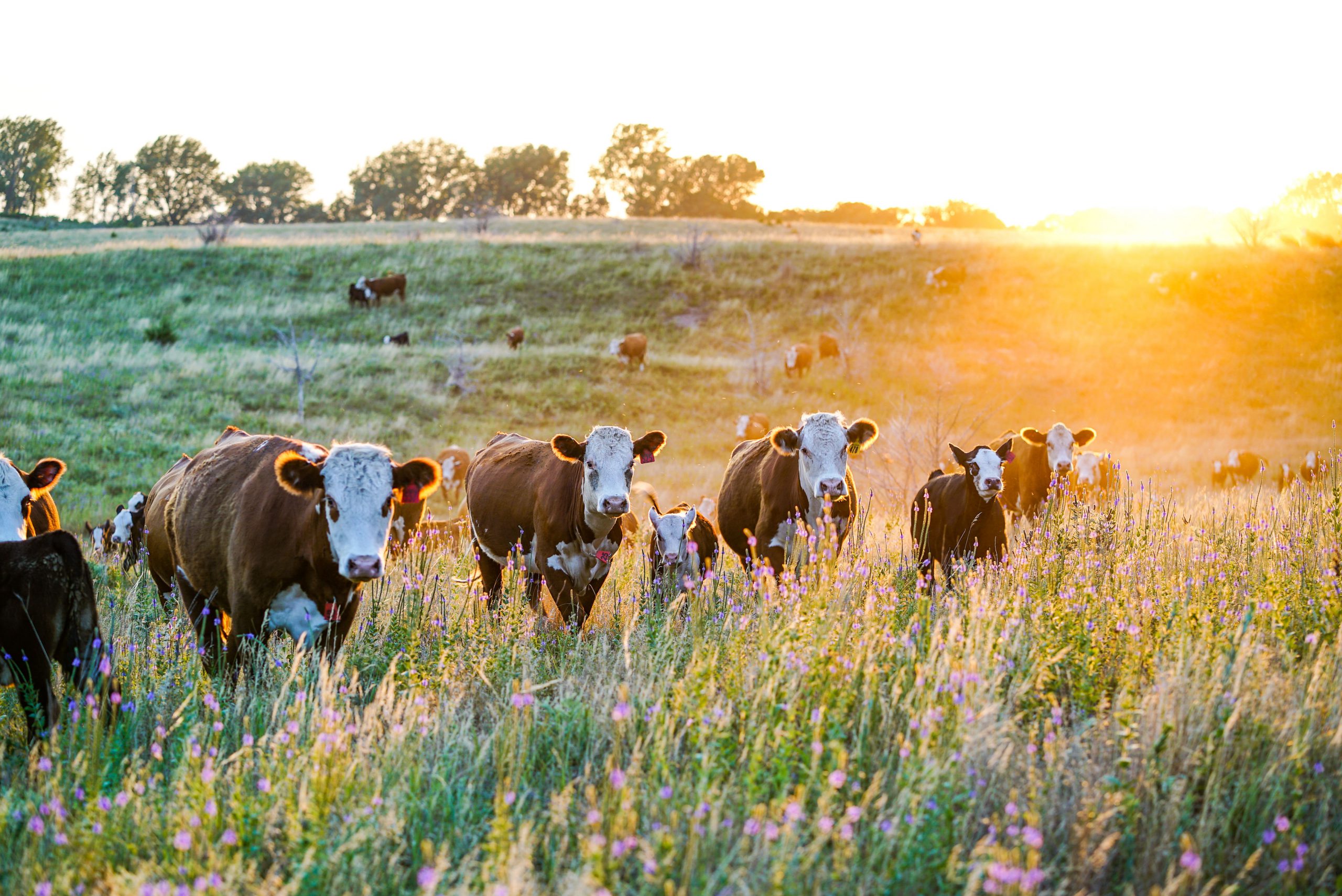 Bonvera Partners with John Henry’s, an E-Commerce Fresh Meat Distributor
